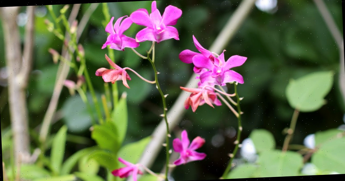Uma imagem aproximada das pequenas flores rosas de uma orquídea dendrobium com folhagens ao redor.