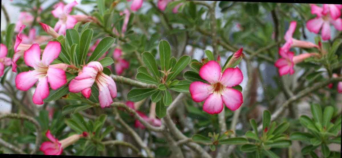 Uma seção de um arbusto suculento rosa do deserto (adenium obesum), mostrando suas pequenas flores rosas.