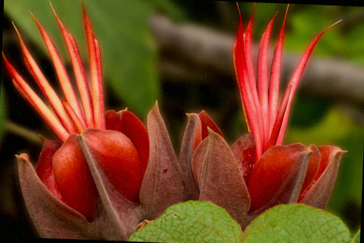 Flor da Árvore da Mão do Diabo Flor vermelha da Árvore da Mão do Diabo.