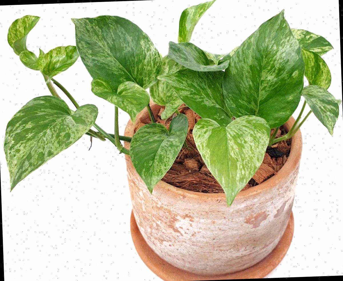 Hera-do-diabo, planta para pouca luz, em um vaso de terracota com pratinho.