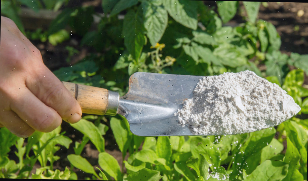 Aplicando terra de diatomáceas para pragas da abobrinha em um jardim.
