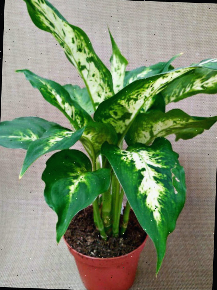 planta de dieffenbachia planta de dieffenbachia em um vaso laranja.
