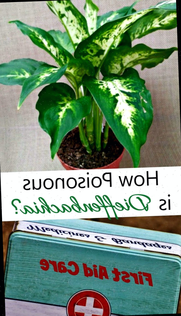 Quão Tóxica é a Dieffenbachia? Descubra! Planta de dieffenbachia e kit de primeiros socorros com texto que diz Quão Tóxica é a Dieffenbachia?