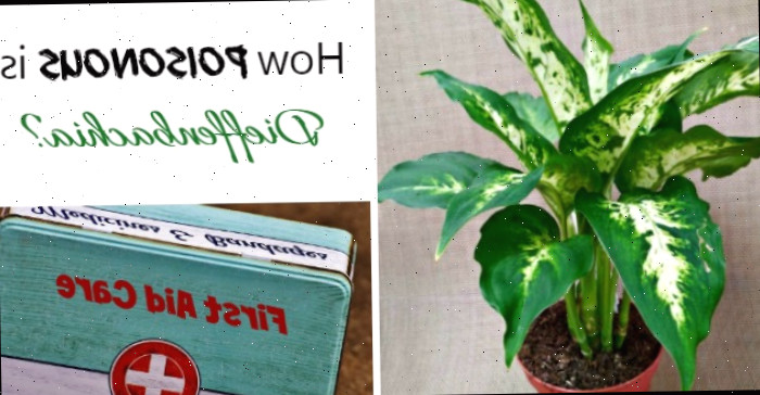 Quão Nociva é a Dieffenbachia? Planta de dieffenbachia e caixa de primeiros socorros com as palavras Quão nociva é a dieffenbachia?