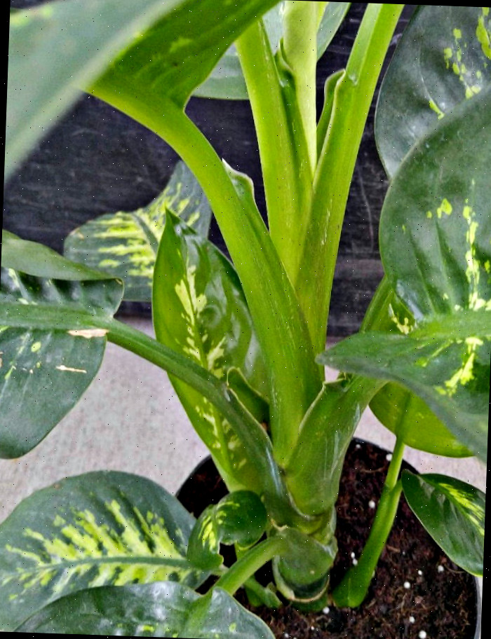 caule e folhas de uma planta de dieffenbachia Caule e folhas de dieffenbachia contêm uma toxina que afeta humanos e pets.