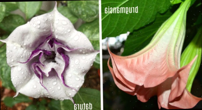 flores de brugmansia pêssego e datura púrpura e branca Uma colagem mostrando as diferenças entre brugmansia e datura