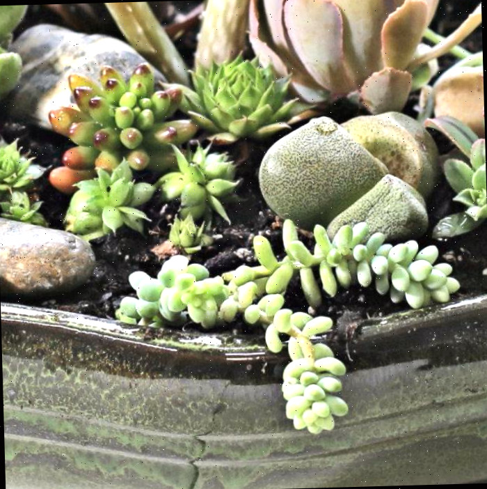 Plantas para um jardim em prato Jardim de suculentas em prato em close.