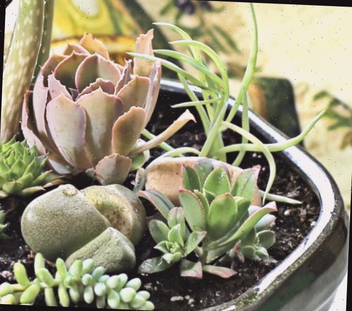Echeveria e pedras vivas Suculentas em um jardim de prato.