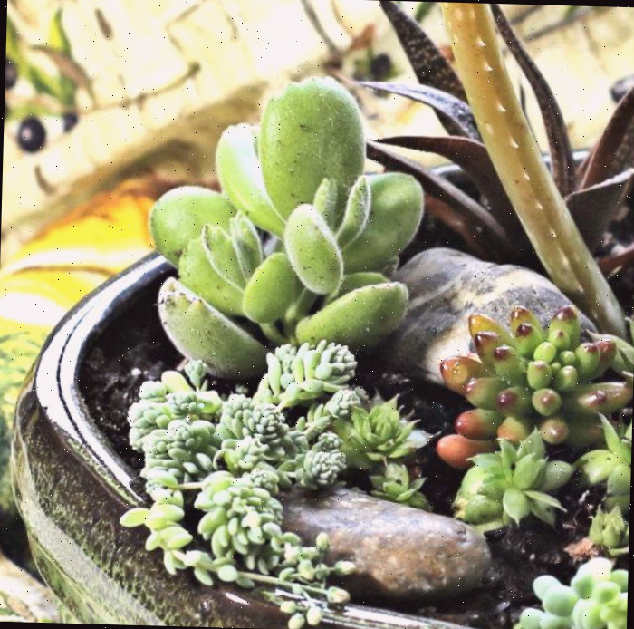 plantas em um arranjo Vista lateral de um arranjo DIY de suculentas.