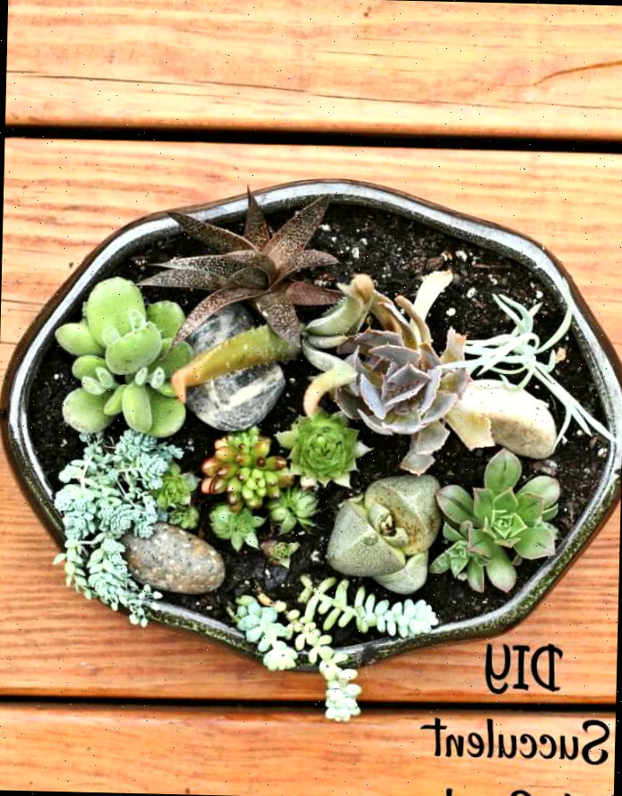 Jardim de prato de suculentas DIY Jardim de prato com as palavras DIY jardim de suculentas.