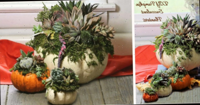Plantadores de Suculentas DIY com Abóbora