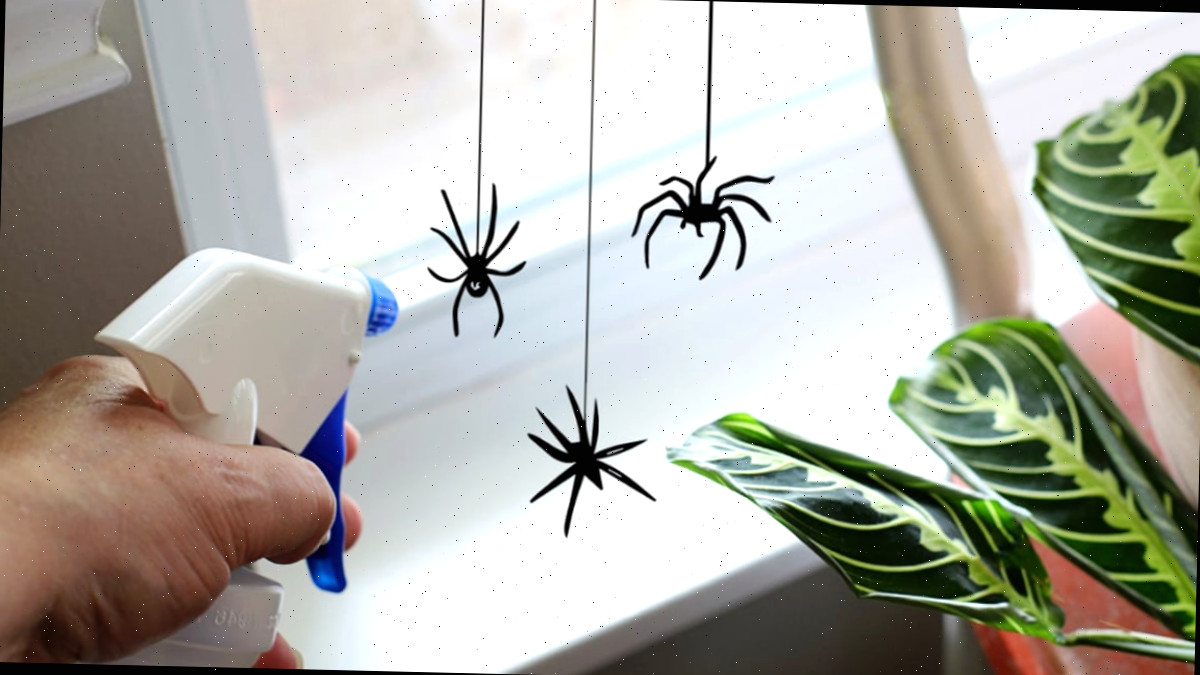 Melhor Repelente Natural de Aranha Caseiro 🕷️