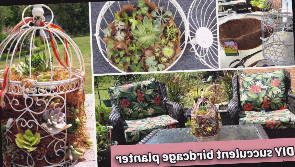 Uma colagem ilustrando um plantador de gaiola, um espaço de pátio e várias imagens do processo de confecção do plantador. Texto rosa sobreposto diz Jardim elevado DIY de suculentas.