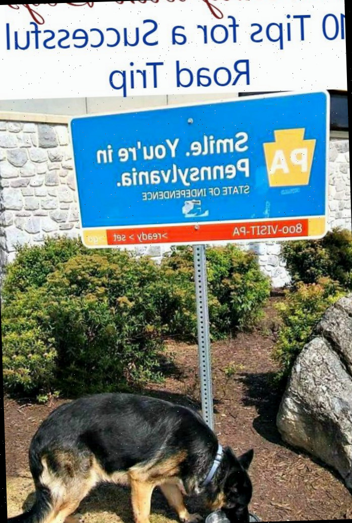 Cão pastor alemão com placa da Pensilvânia e texto dizendo Viajando com cães - 1- dicas para uma viagem de carro bem-sucedida.