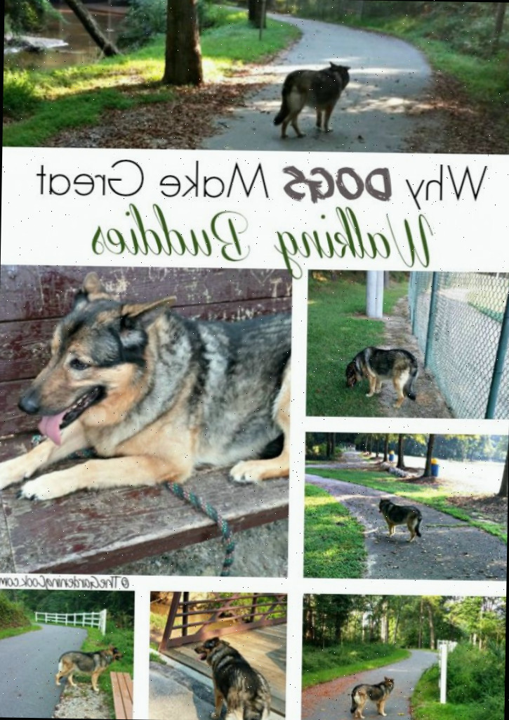 Buscando motivação para se exercitar? Experimente levar seu cão para passear. Eles são os melhores companheiros de treino. Descubra por que na minha leve abordagem sobre meu melhor amigo de caminhadas.