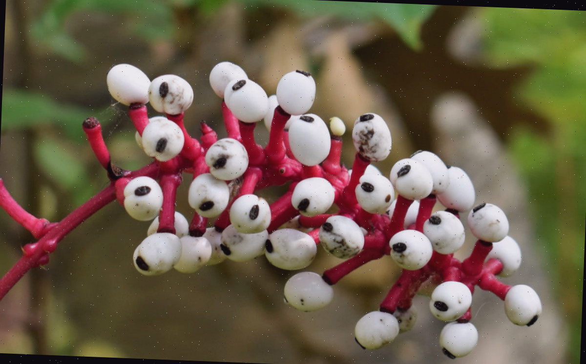 Planta Olho de Boneca Assustadora Bagas brancas e vermelhas da aterrorizante planta Olho de Boneca para o Halloween.