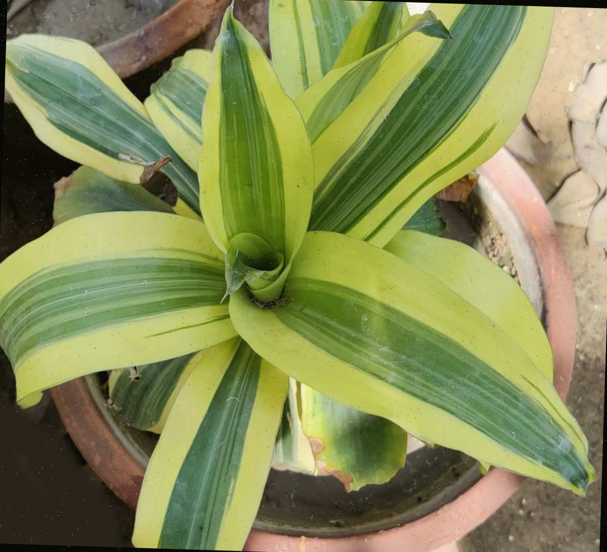 Dracaena fragrans em um vaso de terracota.