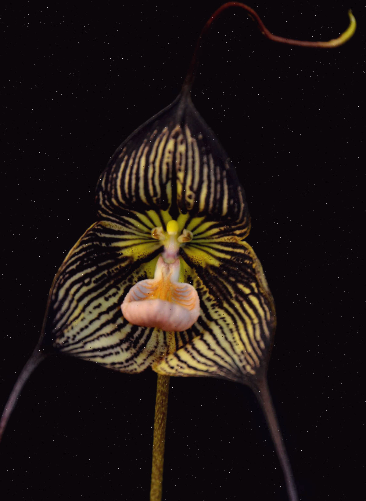 Orquídea Drácula Orquídea Drácula negra com aparência de rosto e longos bigodes.