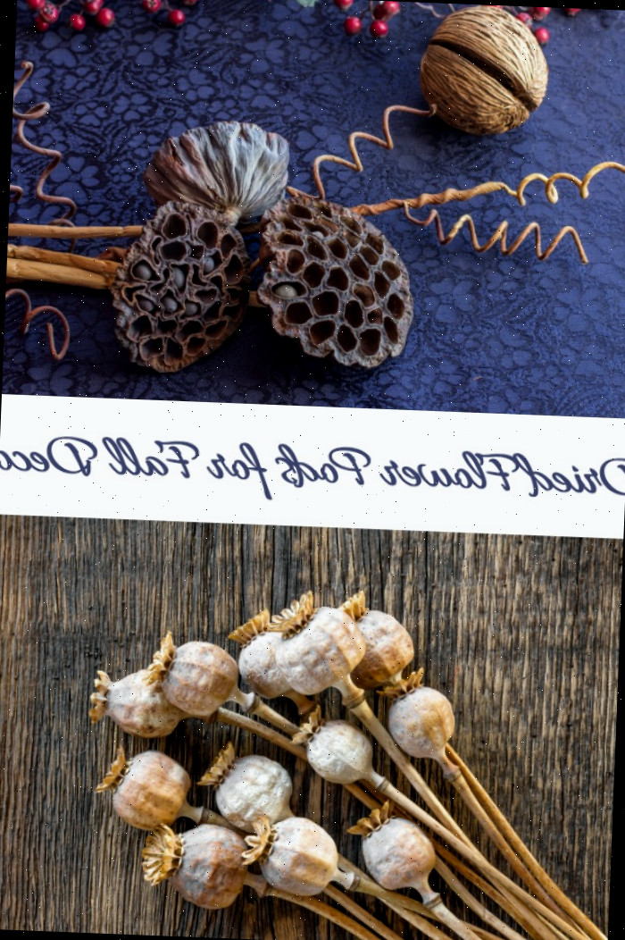 Vagens secas de lótus e papoula para decoração com elementos naturais. O texto diz vagens de flores secas para decoração de outono.