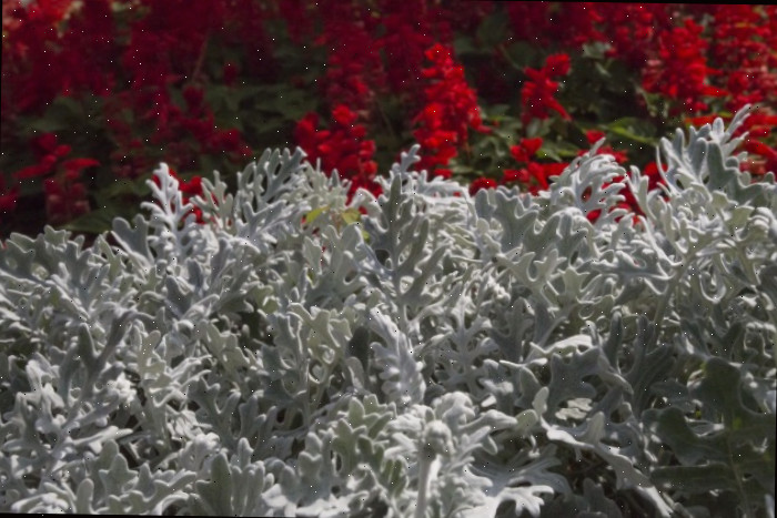 Plantas de poejo à frente de flores vermelhas.