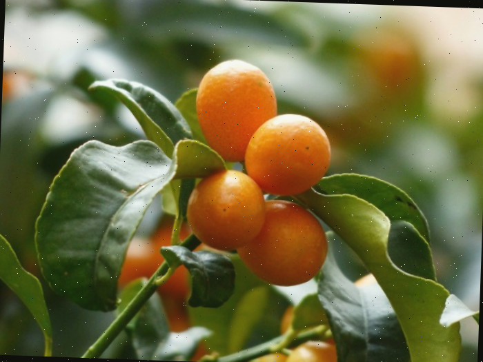 Planta cítrica anã As plantas cítricas anãs florescerão e posteriormente produzirão frutos em ambientes internos.