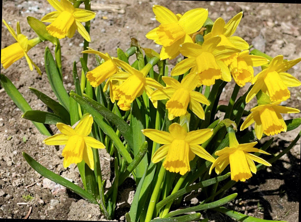 Uma das flores mais precoces da primavera é o narciso tete-a-tete mostrado aqui, recém-plantado no solo.