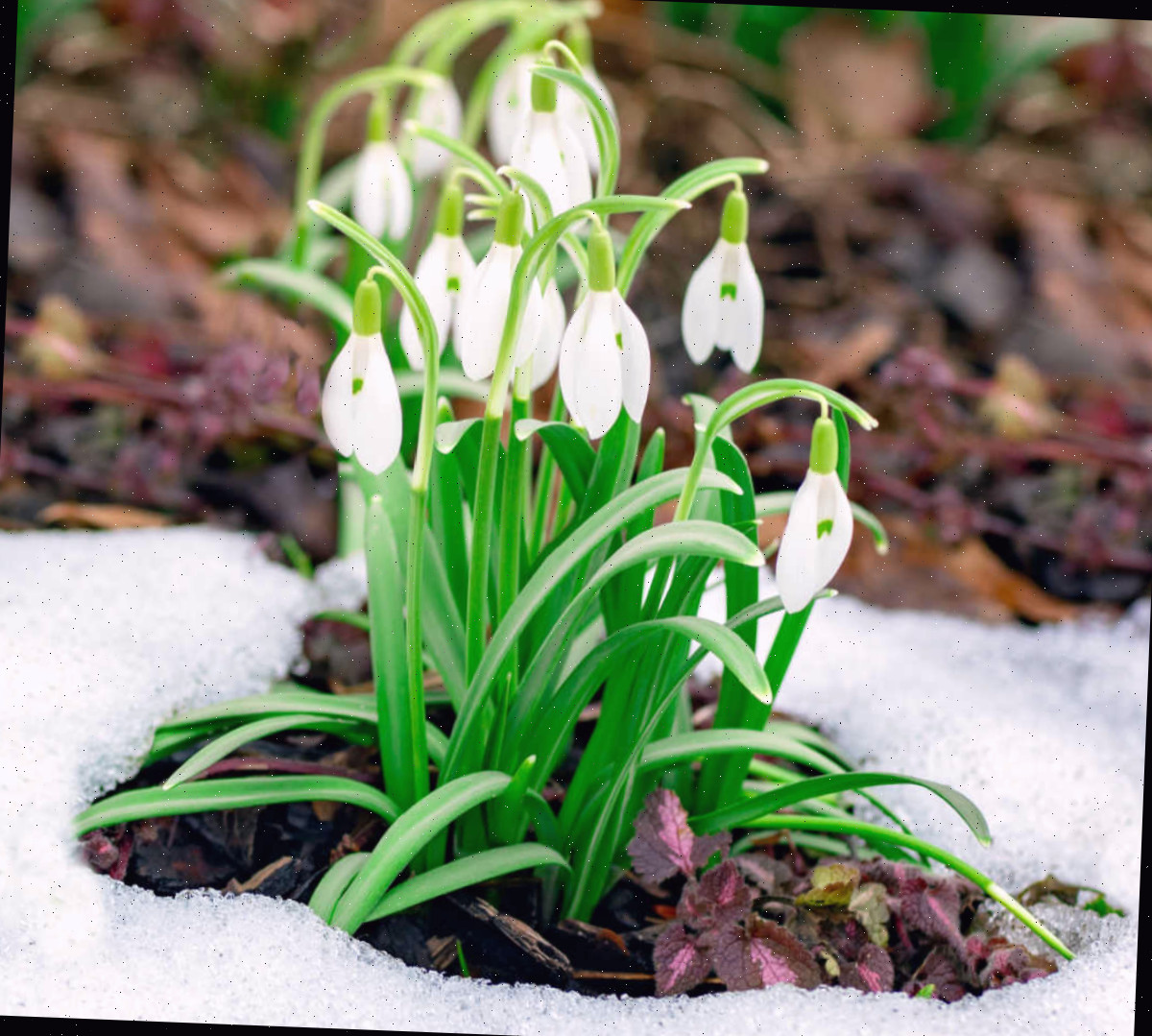 Uma das flores mais precoces da primavera - flocos-de-neve, florescendo em um jardim coberto por neve.