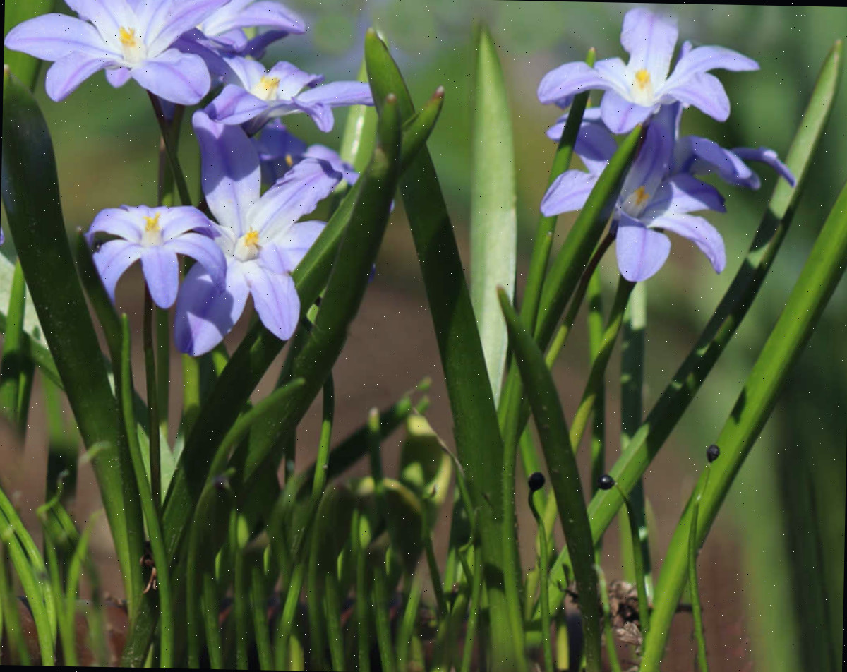 Flores azuis da glória-da-neve emergindo em um campo na primavera.