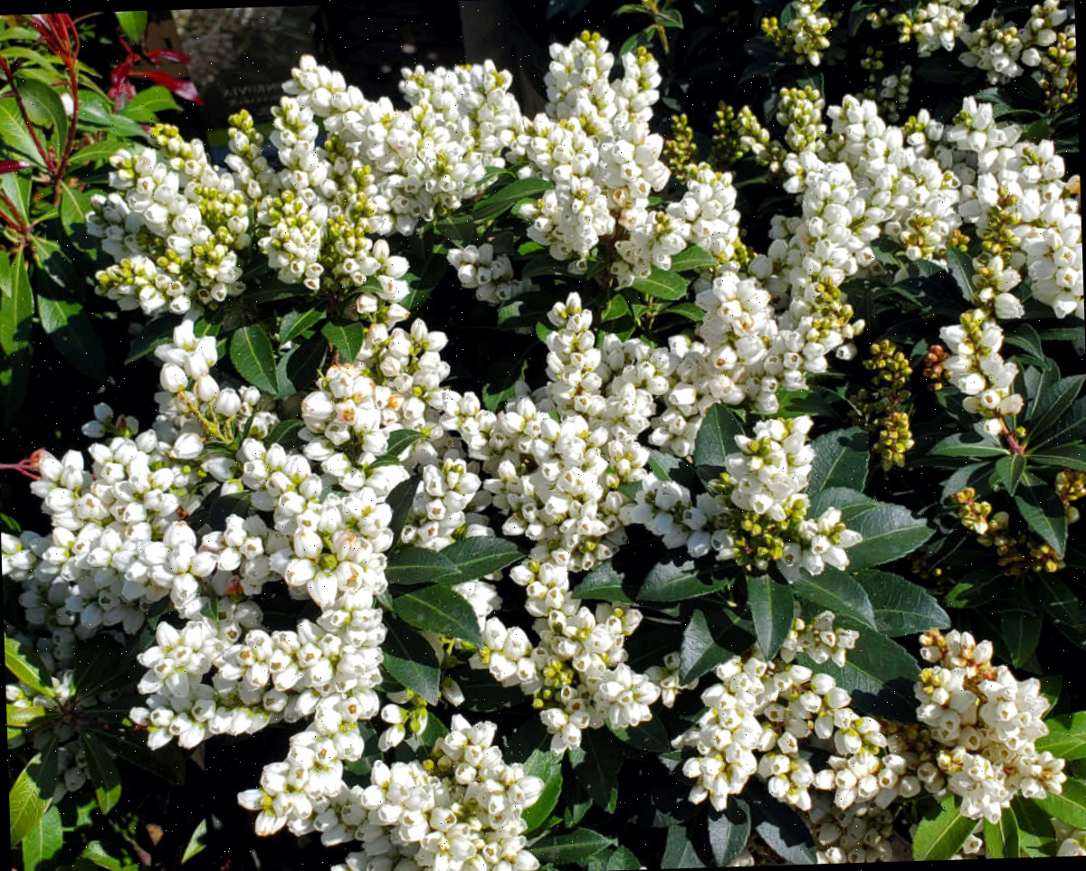 Uma planta de Tiki Pieris em plena floração em um jardim de primavera.