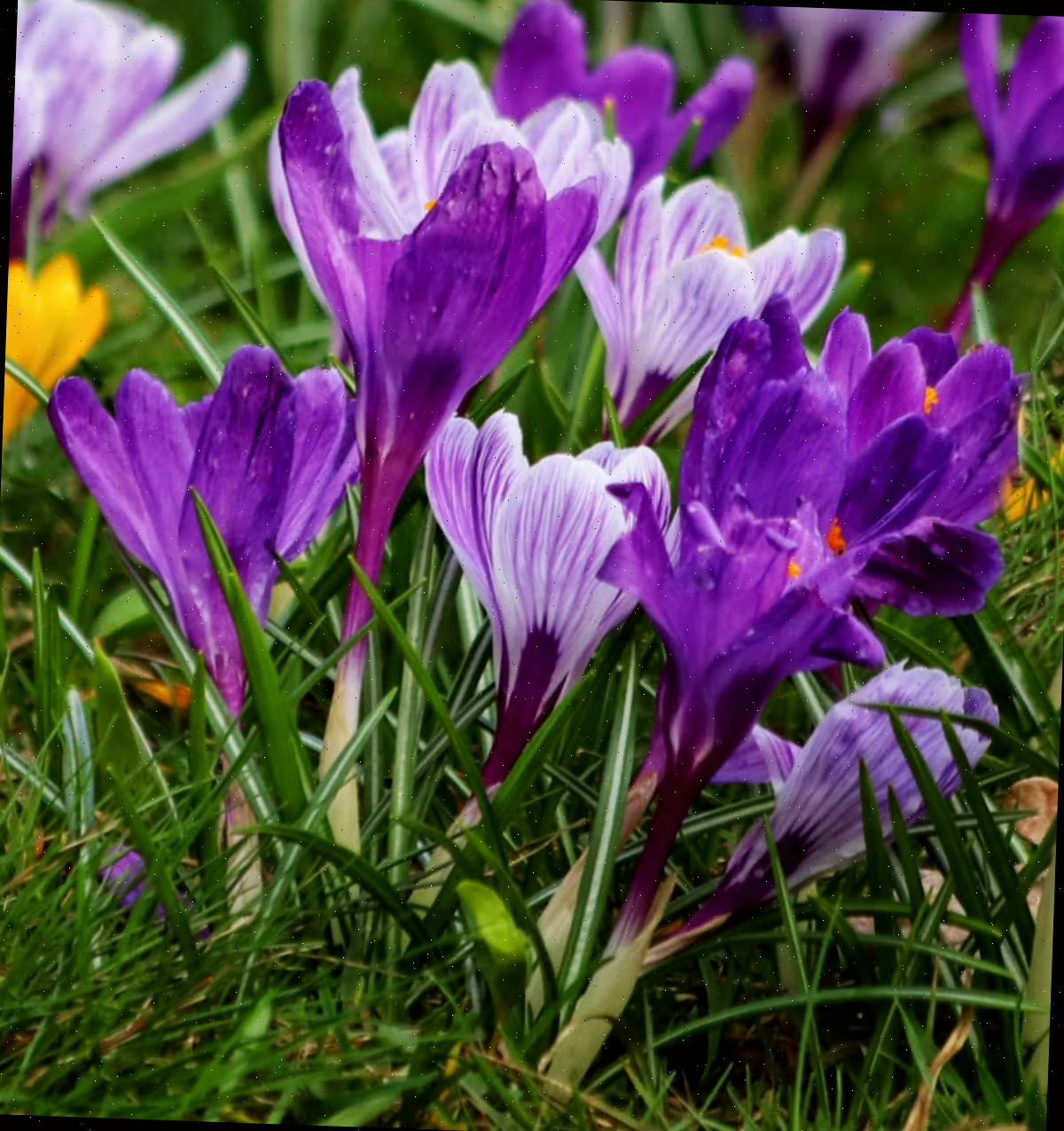 Bulbos de crocus do início da primavera florescendo em um campo.
