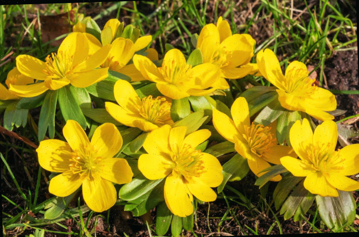 Um grupo de flores amarelas de açafroa-de-inverno em floração.