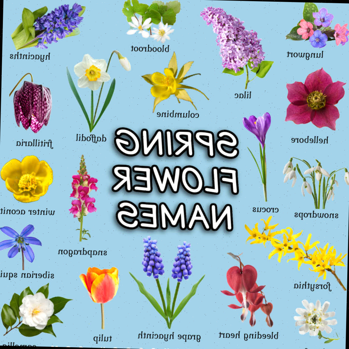 Imagens de flores em um fundo azul com nomes de flores da primavera abaixo das imagens.