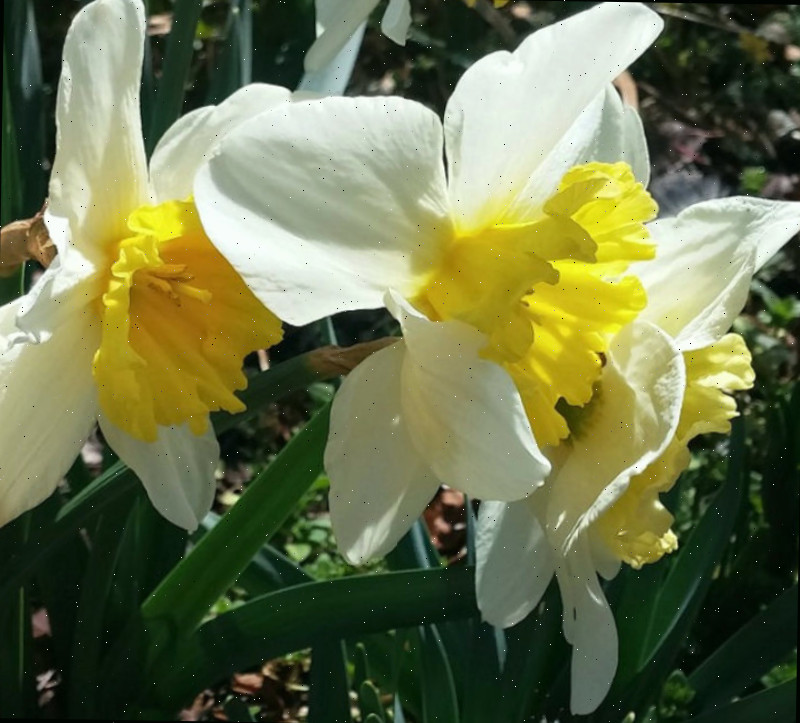 Close-up de narcisos em um jardim de primavera.