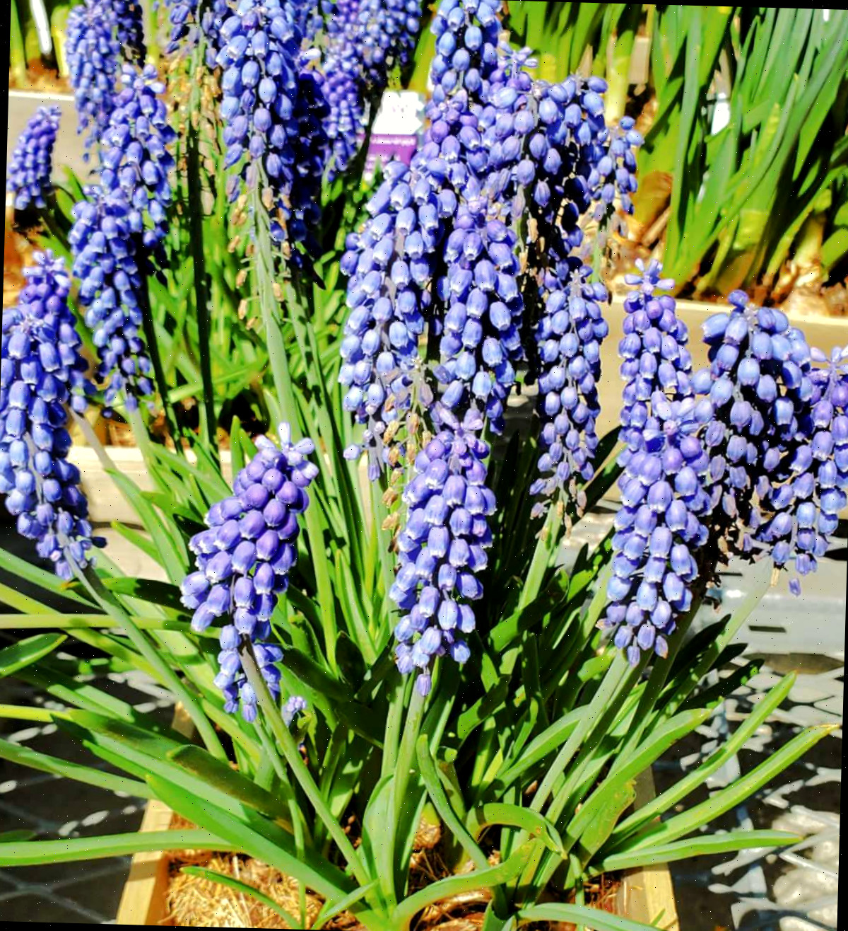 Plantas de jacinto-uva roxo em plena floração dentro de um vaso de madeira na primavera.