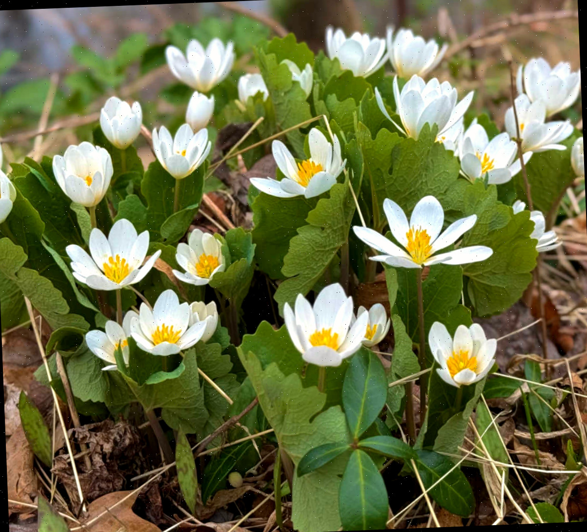 Bloodroot com flores brancas e amarelas crescendo em um jardim de primavera.