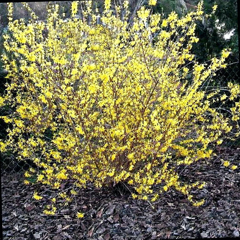 Um arbusto de forsythia tem uma das flores mais precoces a aparecer a cada primavera.