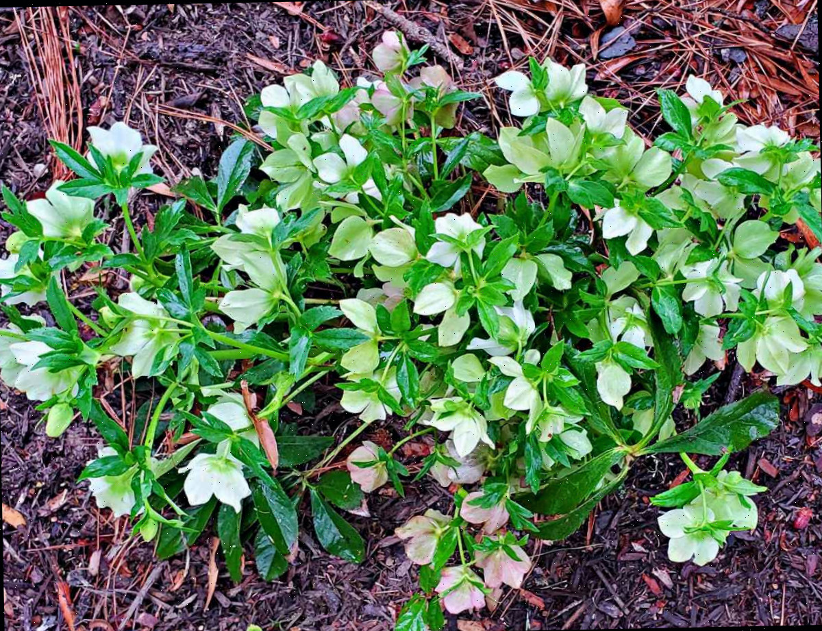Um heléboro perene em plena floração no início da primavera.