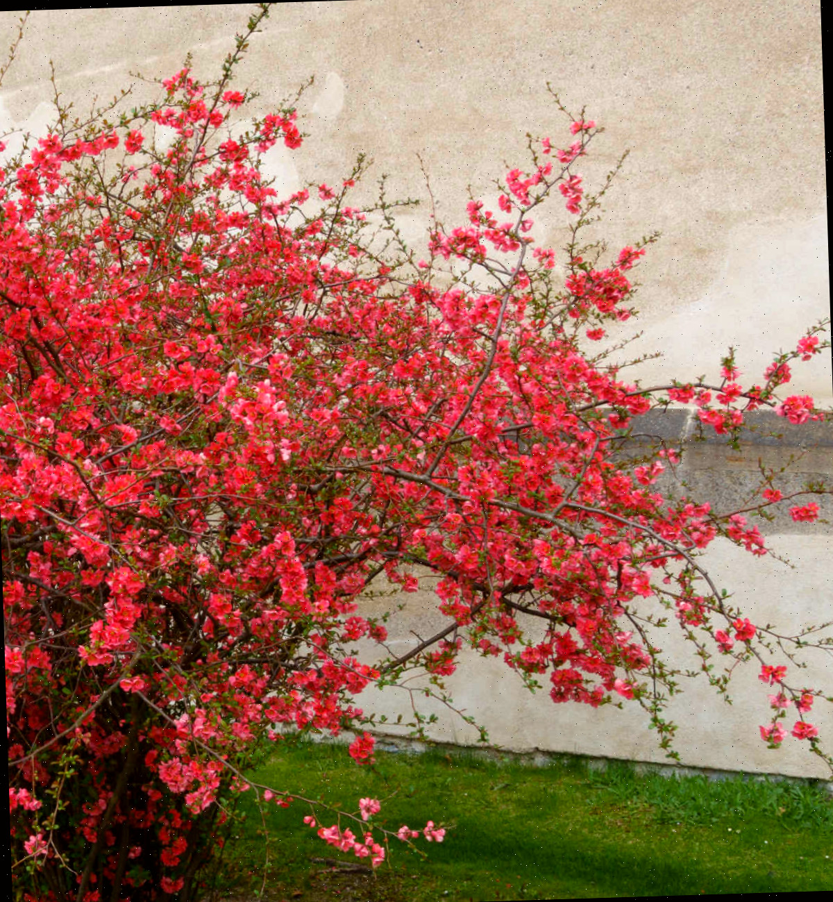 Um marmeleiro-japonês vermelho ao lado de uma parede rebocada no início da primavera.