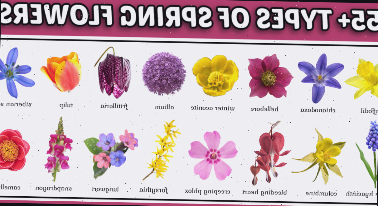 Imagens representativas de flores da primavera inicial dispostas em duas fileiras.