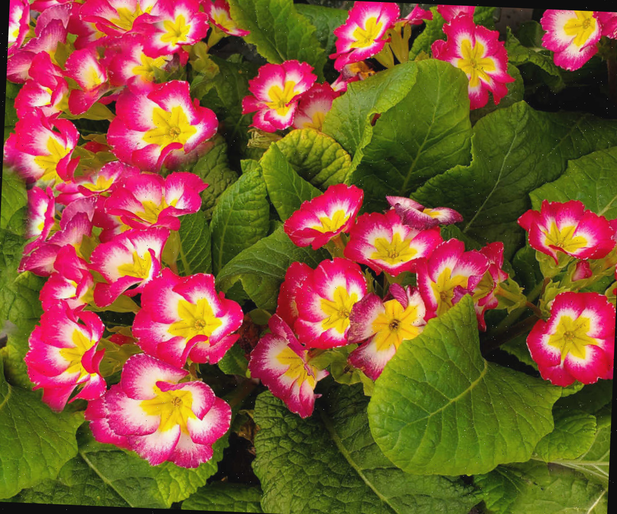 Grupos de flores de prímula rosa e amarela em plena floração no início da primavera.