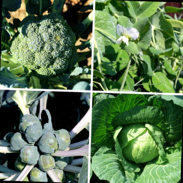 Plante vegetais que amam o frio no início da primavera