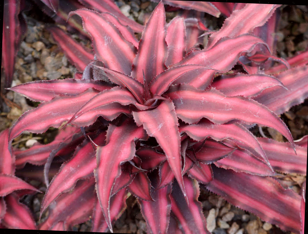 Uma bromélia Estrela-da-Terra adulta, com hábito de crescimento em forma de estrela e folhas listradas em rosa vibrante.