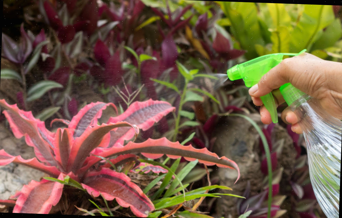 Uma mão segurando uma garrafa de água verde borrifando uma planta Estrela-da-Terra para aumentar o nível de umidade.