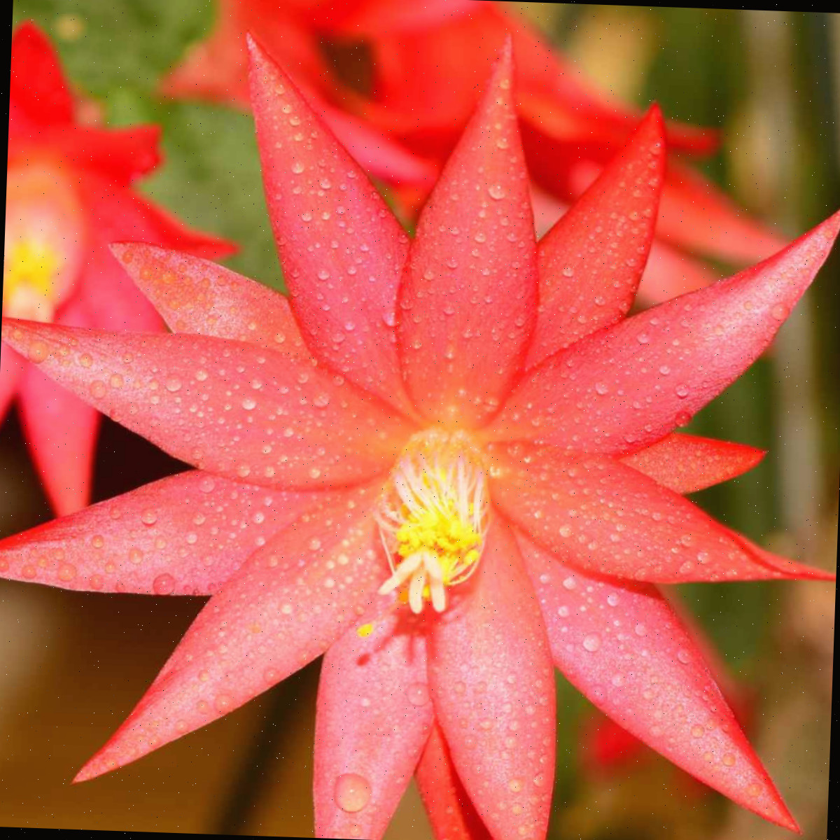flor do cacto da Páscoa Flor vermelha de rhipsalidopsis gaertneri.