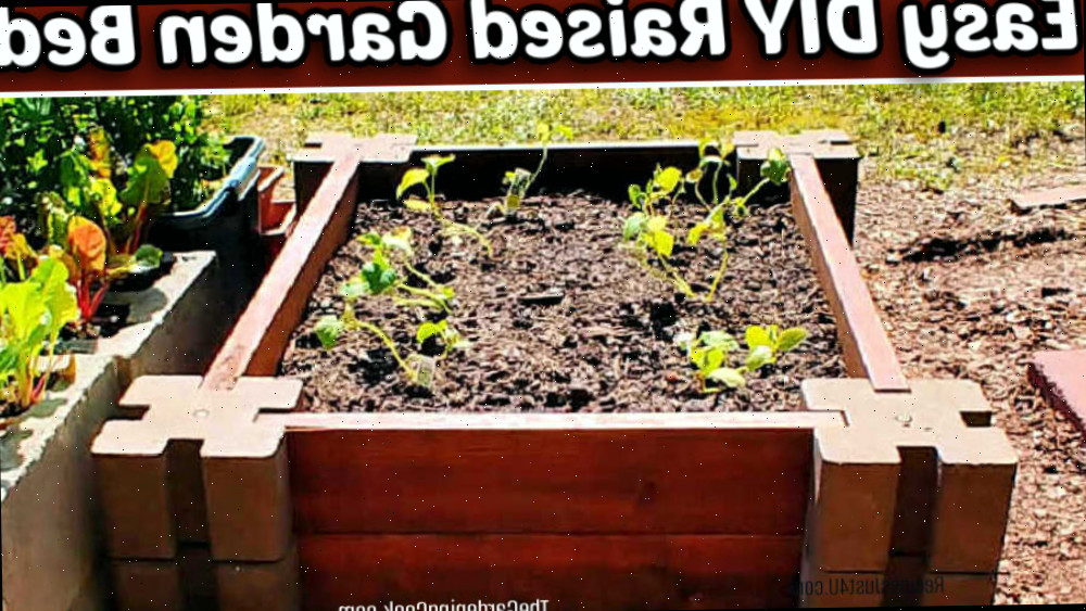 Uma cama de jardim elevada fácil DIY feita de blocos de parede de concreto e tábuas de madeira.