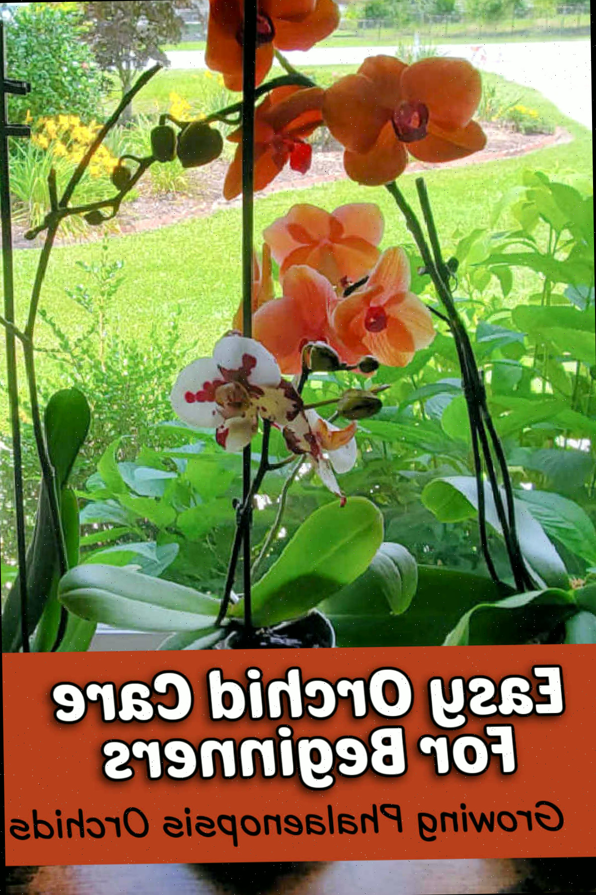 Uma orquídea Phalaenopsis em uma janela ensolarada com texto dizendo Cuidados Fáceis com Orquídeas para Iniciantes.