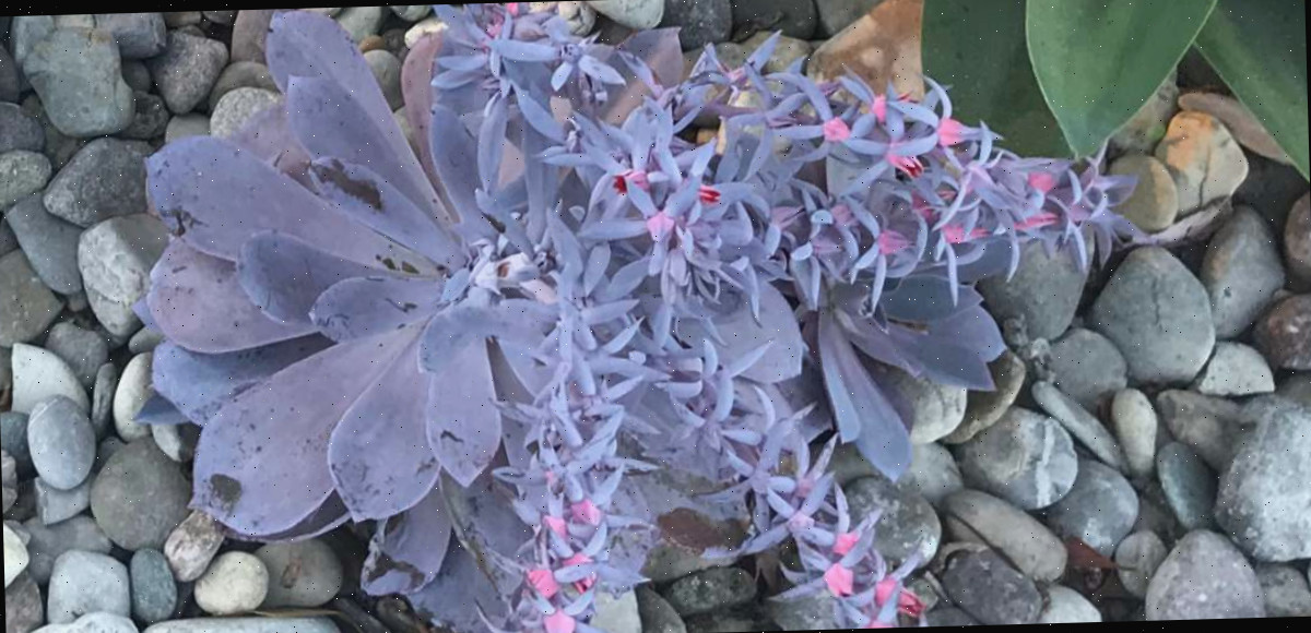 Uma echeveria 'afterglow' plantada em um jardim com pedras ao redor, mostrando as folhas roxas da suculenta e os botões e flores cor-de-rosa na haste floral.