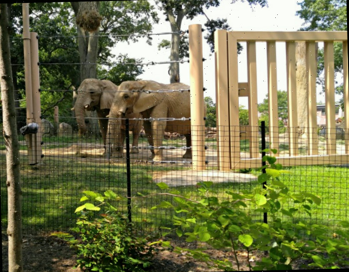 Exibição de elefantes no Zoológico de Cleveland