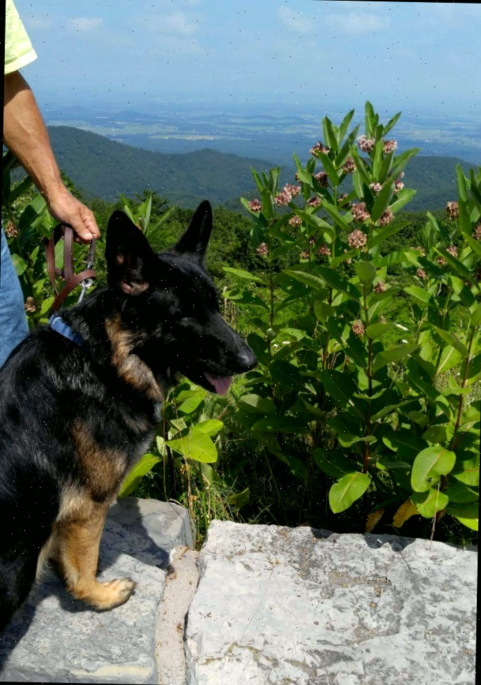 Divirta-se com seu cachorro em uma viagem de carro