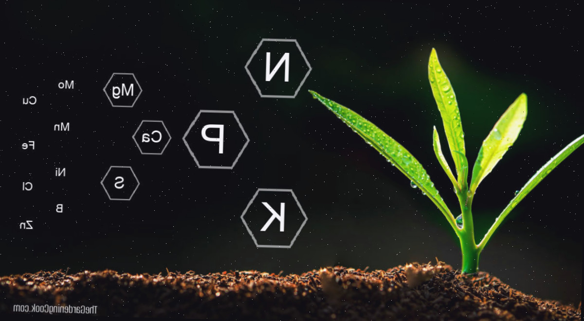 Diagrama ilustrando os nutrientes essenciais das plantas, incluindo NPK (macronutrientes) e micronutrientes como ferro, zinco, manganês e boro ao redor de uma planta crescendo no solo.